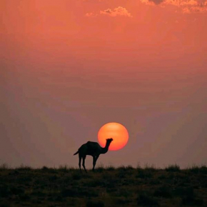 Jimmy's guesthouse & Safari